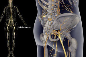 Малка анатомия: къде е седалищният нерв