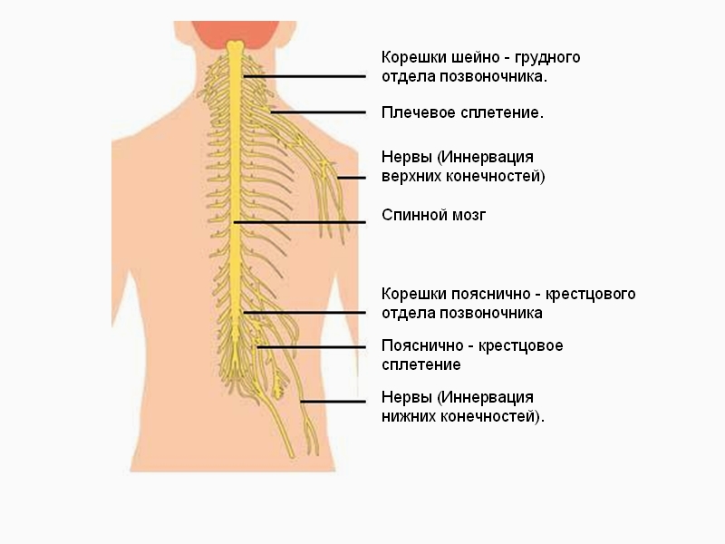 От спинного мозга отходит 31 пара. Иннервация позвоночника схема нервов. Защемление нервных Корешков спинного мозга. Нервные окончания пояснично-крестцового отдела позвоночника. Иннервация спинного мозга схема.