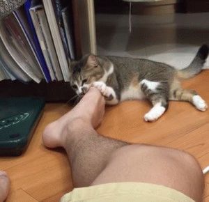 Защо, след ухапване от котка, кракът ми е подут