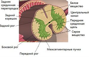 Преглед на клоните на гръбначните нерви
