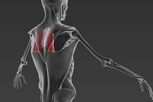 Ромбовидният мускул на задните функции и приблизителните упражнения