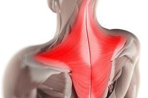 Трапезиен мускул на гърба - функции и приблизителни упражнения