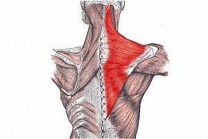 Какви са повърхностните мускули на гърба и какви функции изпълняват?