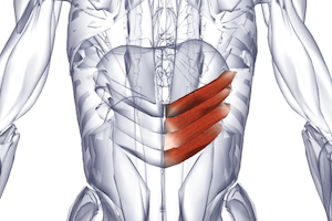 Назъбени мускули на гърба: функция и симптоматика на нарушенията