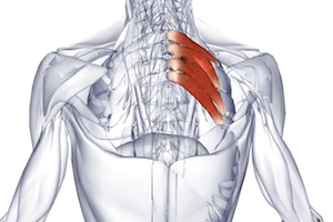 Назъбени мускули на гърба: функция и симптоматика на нарушенията