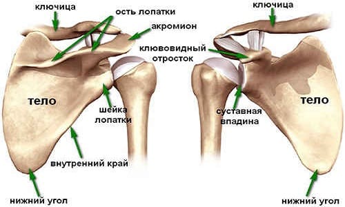 Защо повдигането и другите движения на ръката причиняват болка в раменната става?