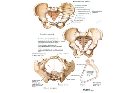 Анатомични и функционални особености на кръста