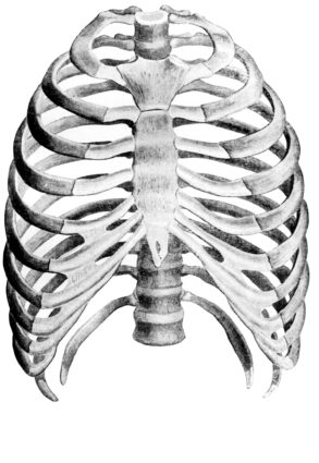 Анатомично устройство на гръдния кош на детето и на възрастен