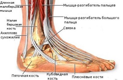 Анатомия на глезена