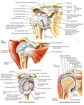 Анатомията на лакътната става включва три кости и стави, сухожилия, мускули, които са ясно видими на рентген