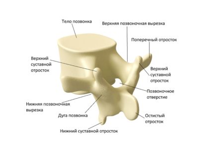Анатомия на прешлените и гръбначния стълб като цяло