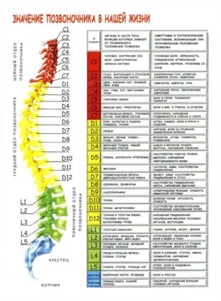 Анатомия на прешлените и гръбначния стълб като цяло
