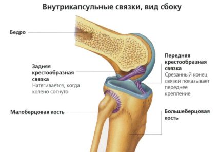 Етиология, симптоматика и лечение на лигамент на колянната става