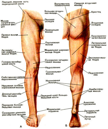 Характеристики на структурата на долния крайник на човека