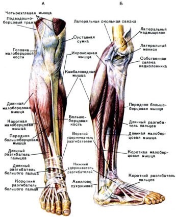 Характеристики на структурата на долния крайник на човека