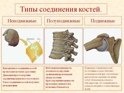 Фиксирана връзка на костната система