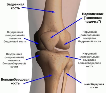 Как е подредено човешкото коляно