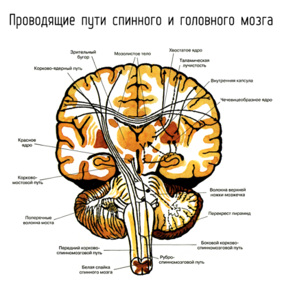 Как са подредени гръбначният мозък и мозъкът
