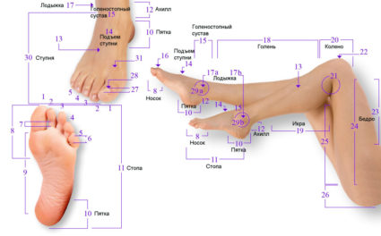Структура и елементи на крака на човек
