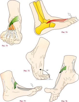 Кракът и ролята в него на къса екстенър на палеца