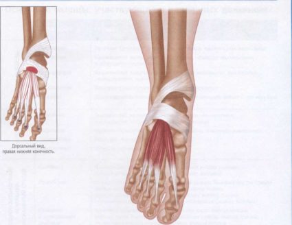 Кракът и ролята в него на къса екстенър на палеца
