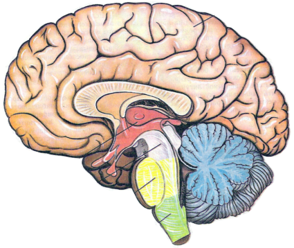 Човешкият мозък: характеристики на неговата структура и основни функции