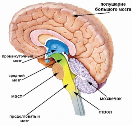 Човешкият мозък: характеристики на неговата структура и основни функции
