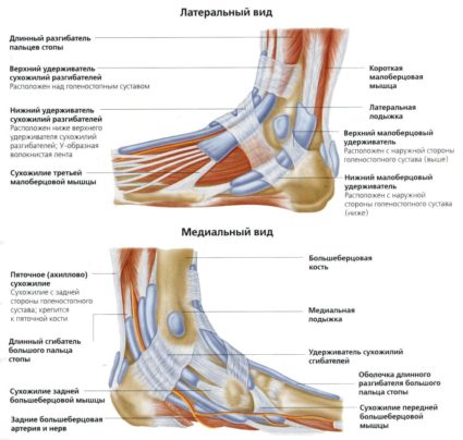 Структурата на човешкия крак, черти