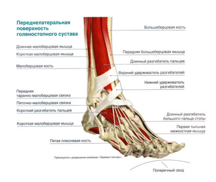 Структурата на човешкия крак, черти