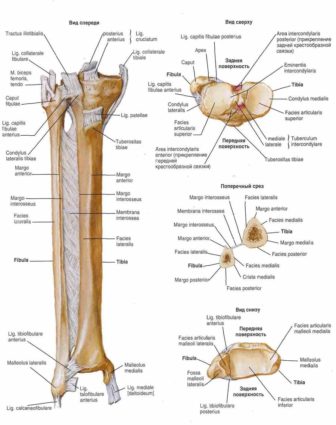 Структура на раменната кост
