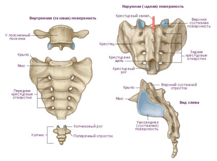 Структурата на таза е комплекс от кости със сложни функции