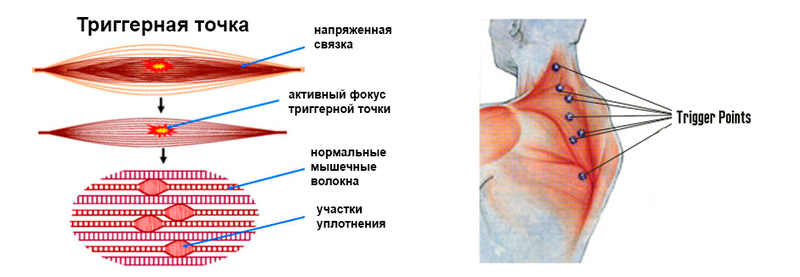 Характеристики на масажиста на Колдаев