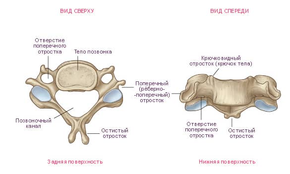 Индикации и противопоказания за употребата на корсет за шията и шийката на гръбначния стълб