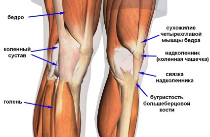 Клинична картина и лечение на изкълчването около коляното