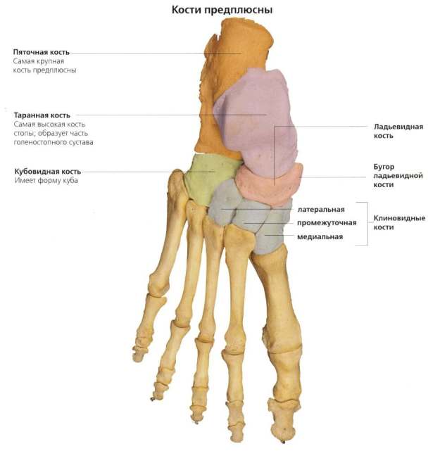 Фрактура на скуоидната кост на крака