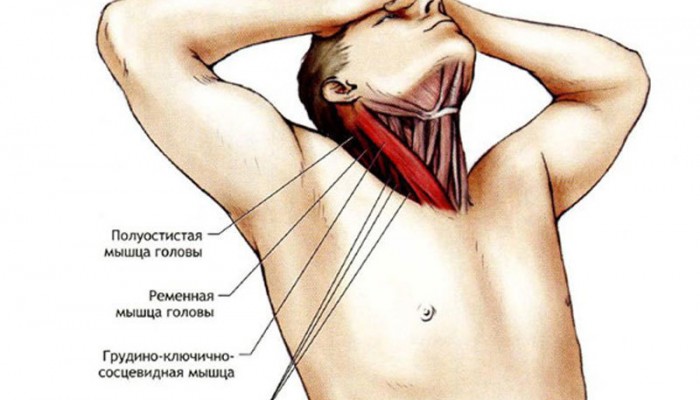 Какво да правим, когато разтягаме мускулите на шията?