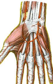 Разкъсване на сухожилието върху пръста и неговото лечение